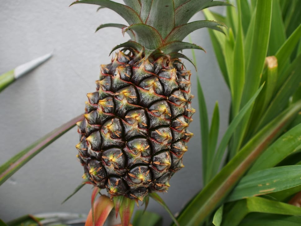 green pineapple fruit preview