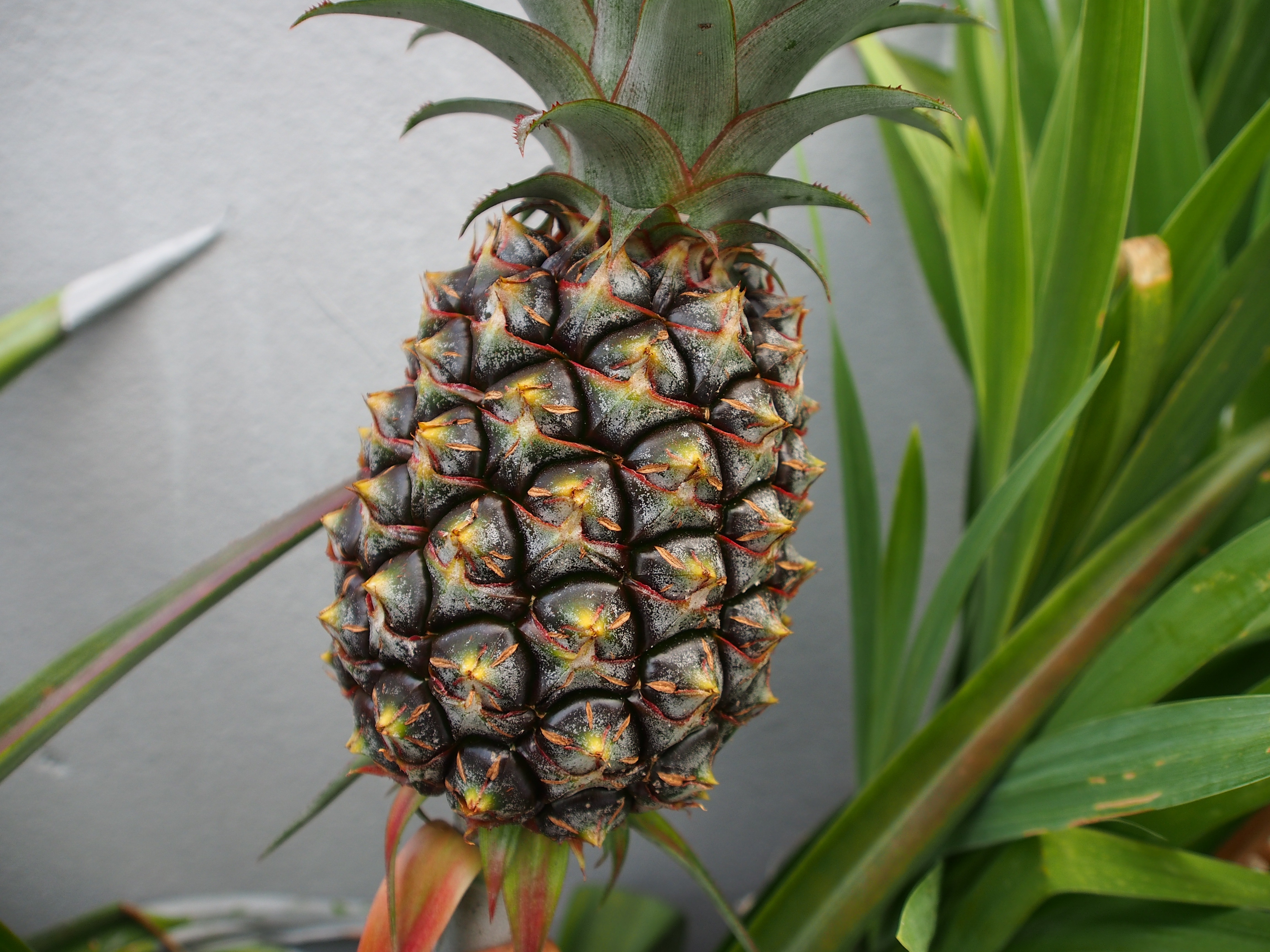 green pineapple fruit