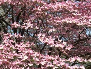 pink leaf tree thumbnail