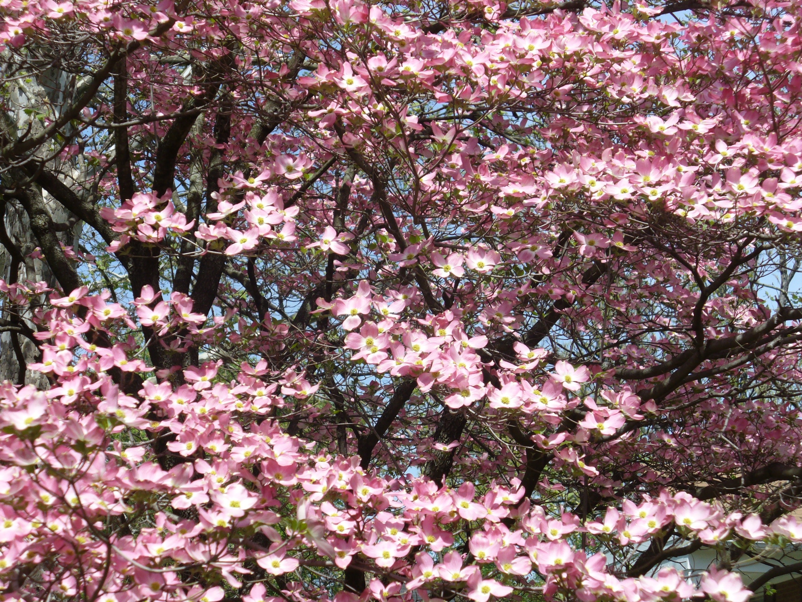 pink leaf tree