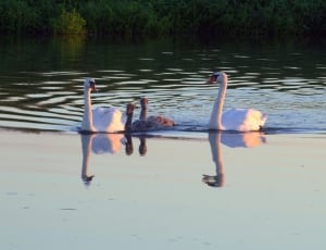 2 pairs of swans thumbnail