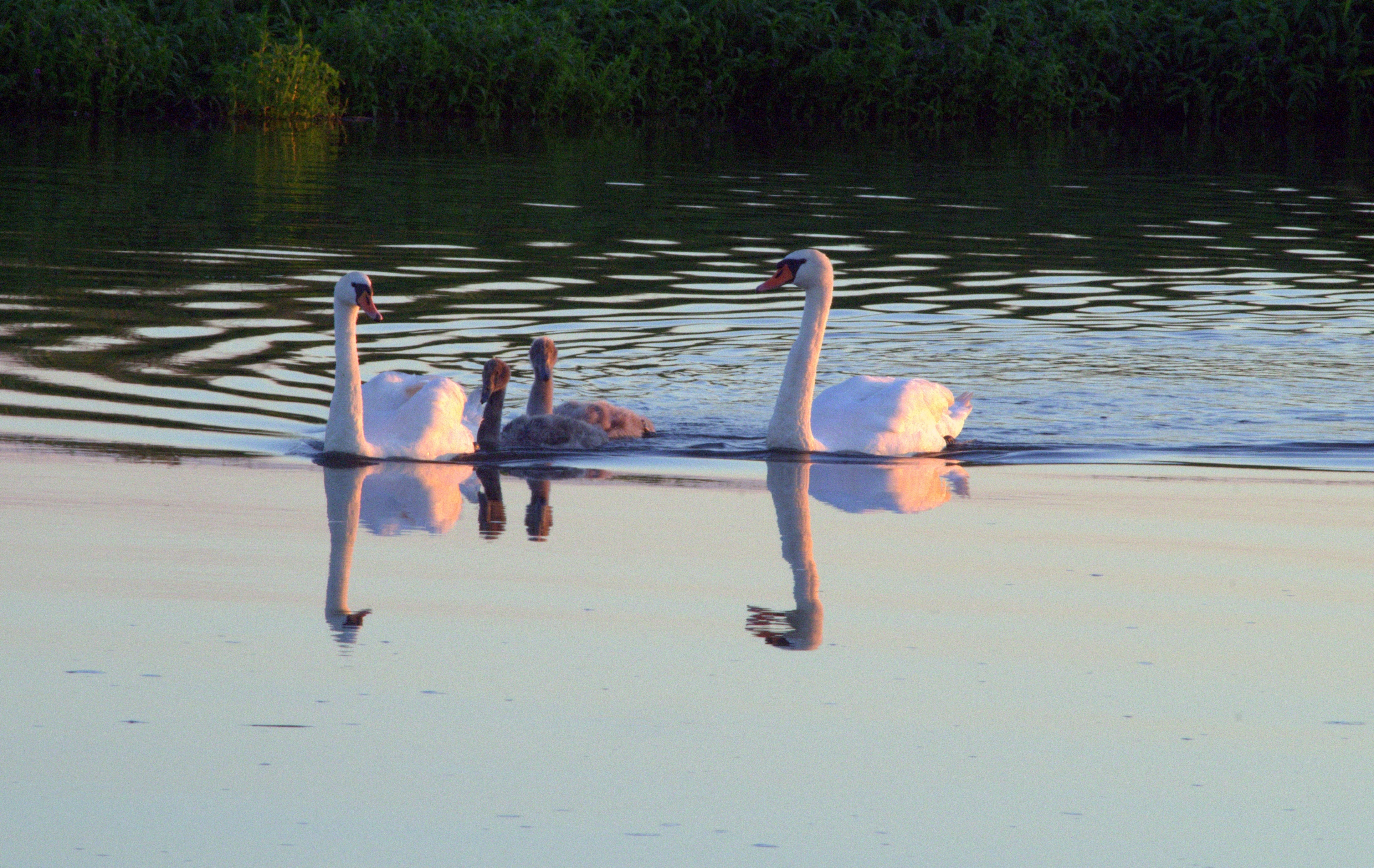 2 pairs of swans