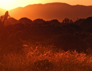 grass silhouette on golden hour thumbnail