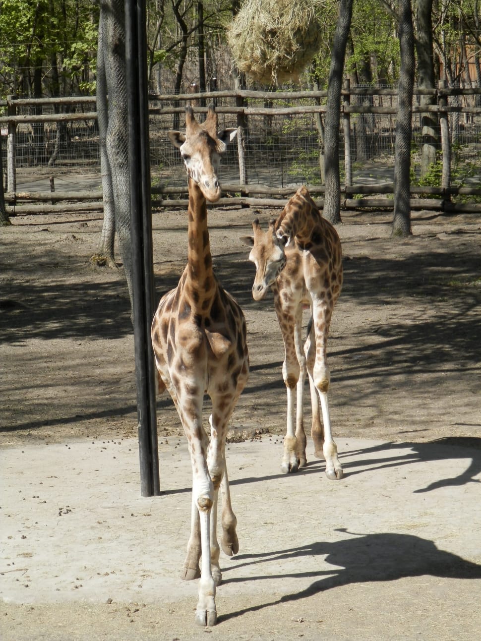 2 baby giraffe preview