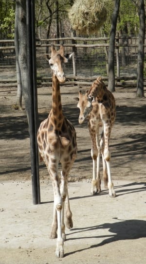 2 baby giraffe thumbnail