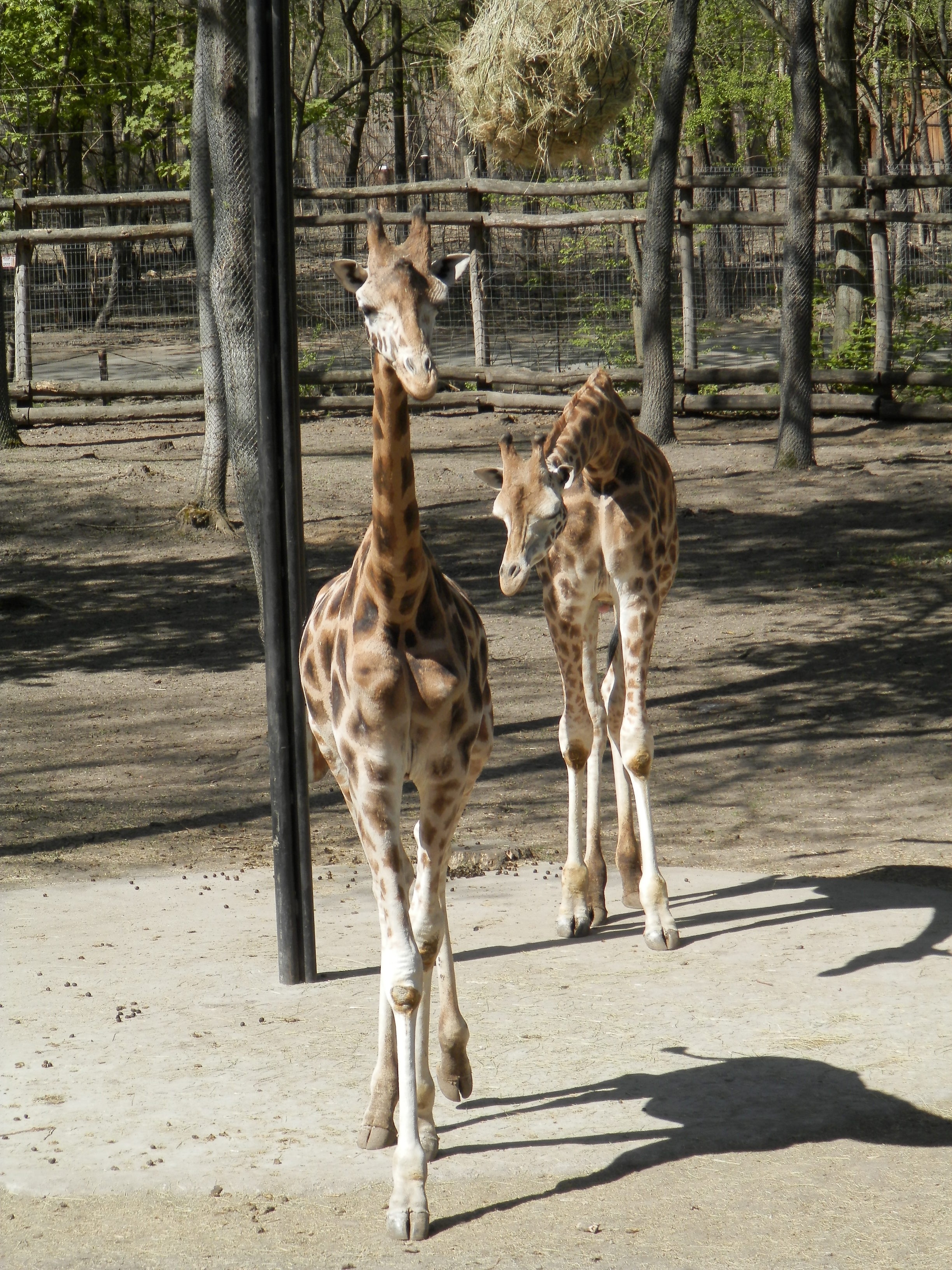 2 baby giraffe