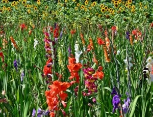 red purple and white flower field thumbnail