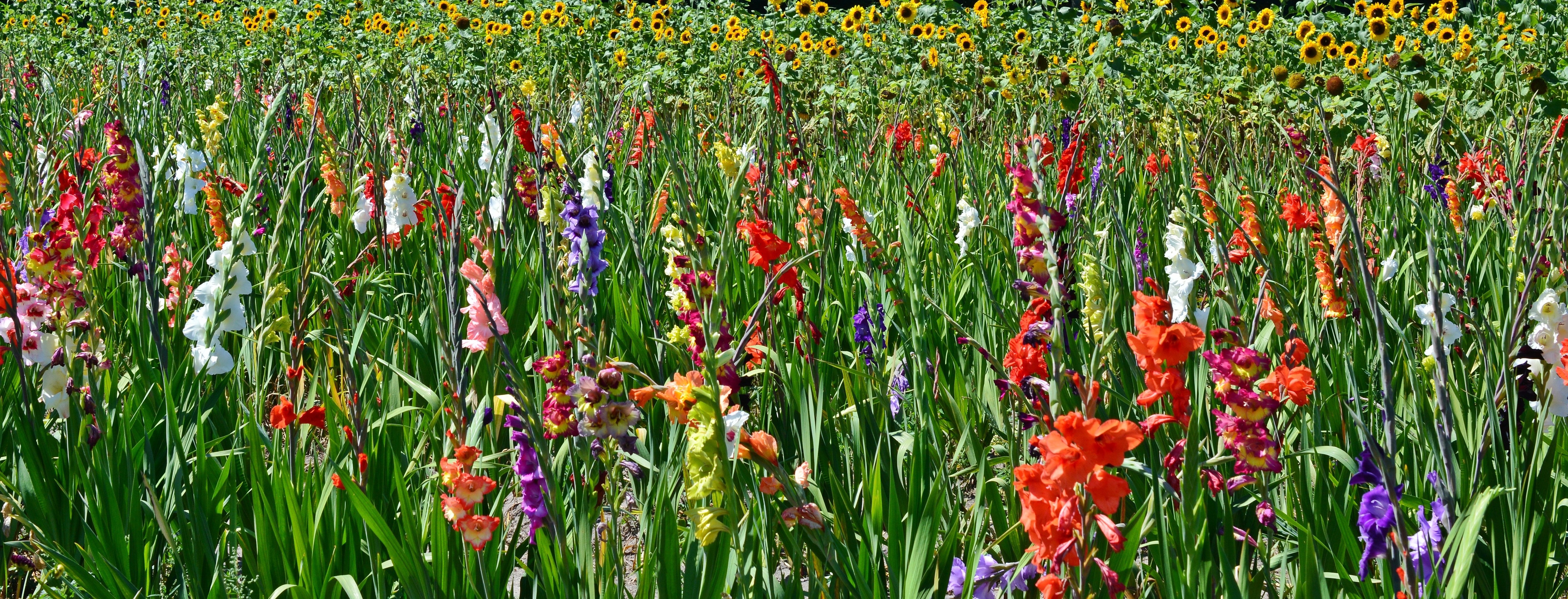 red purple and white flower field