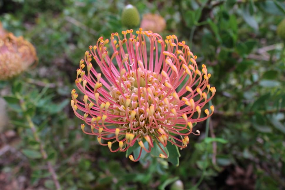 pink pincushion flower free image | Peakpx