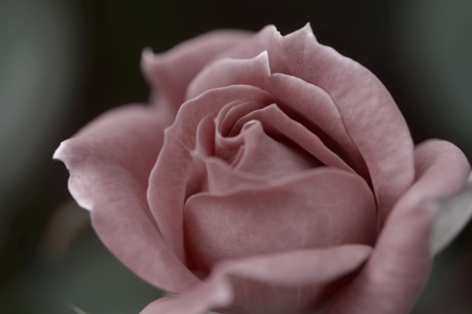 pink rose close up photography preview