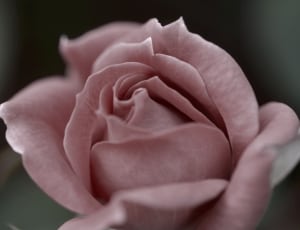 pink rose close up photography thumbnail