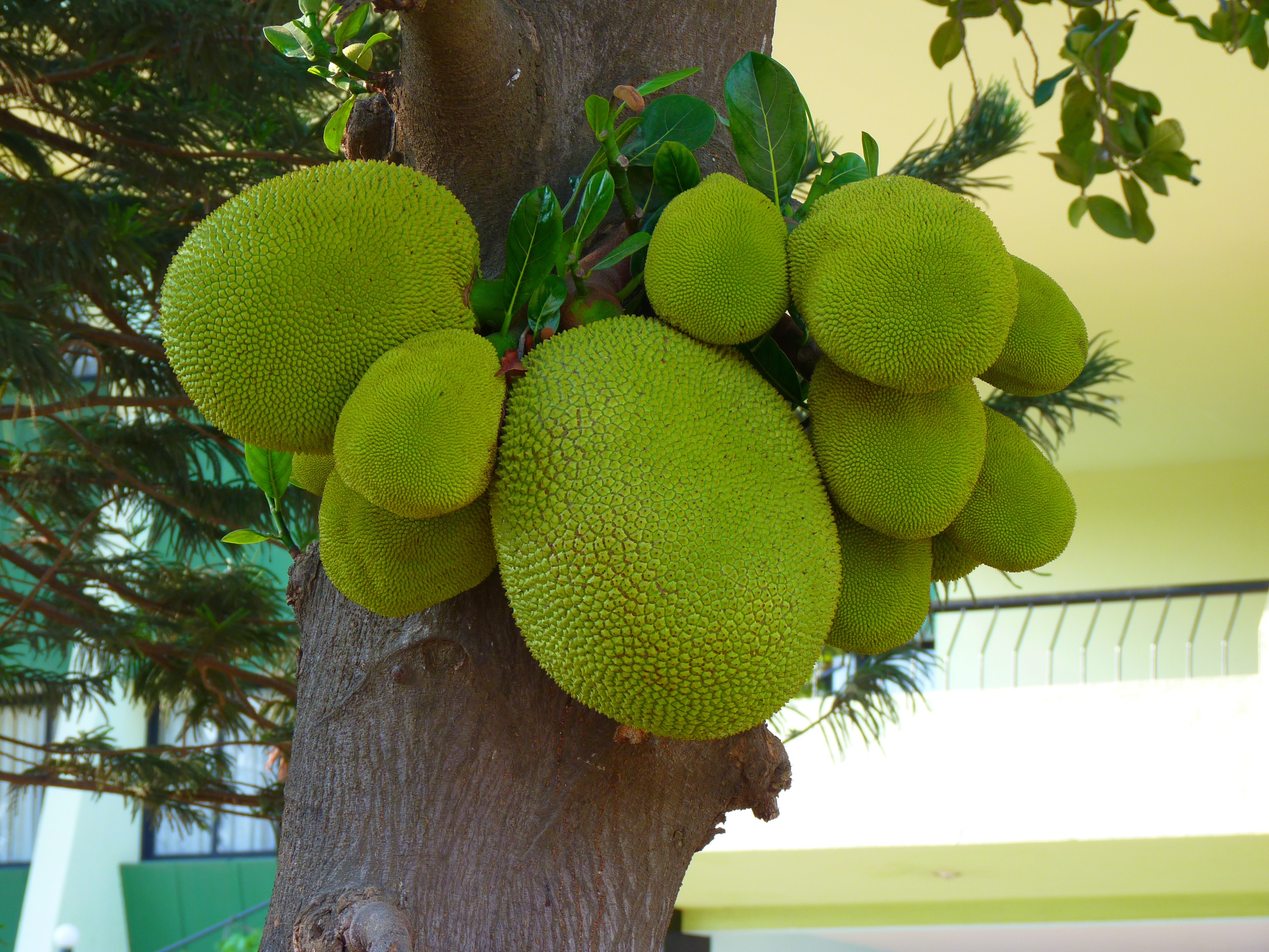 green jackfruit