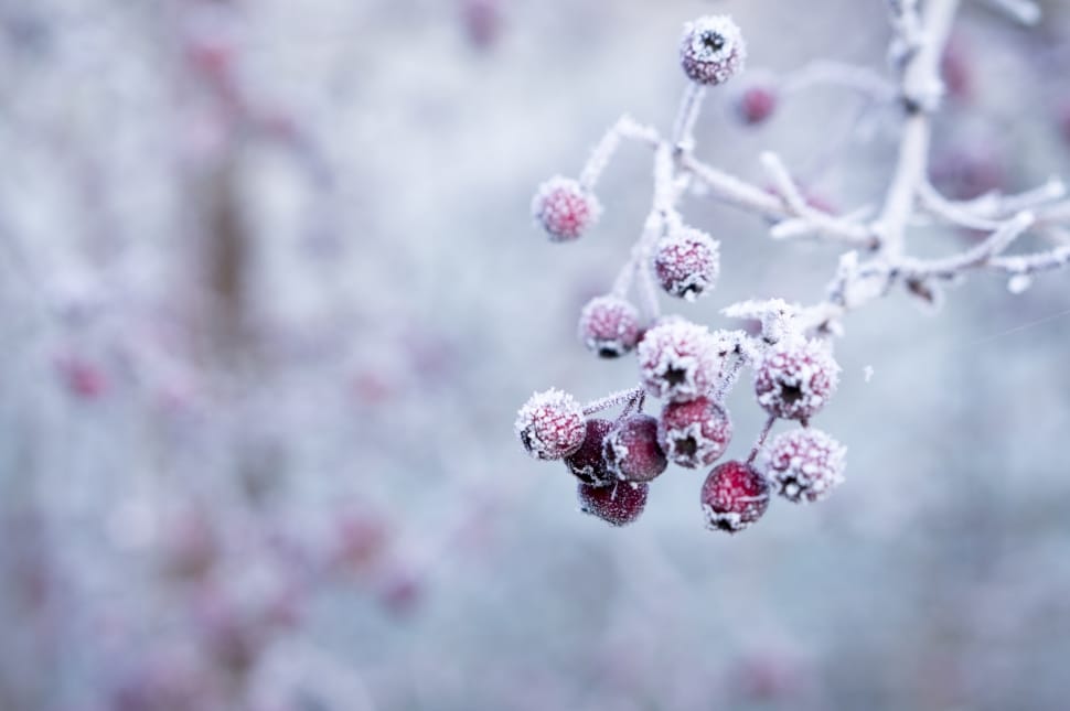 shallow focus photography of red fruits covered on snow preview