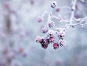 shallow focus photography of red fruits covered on snow thumbnail
