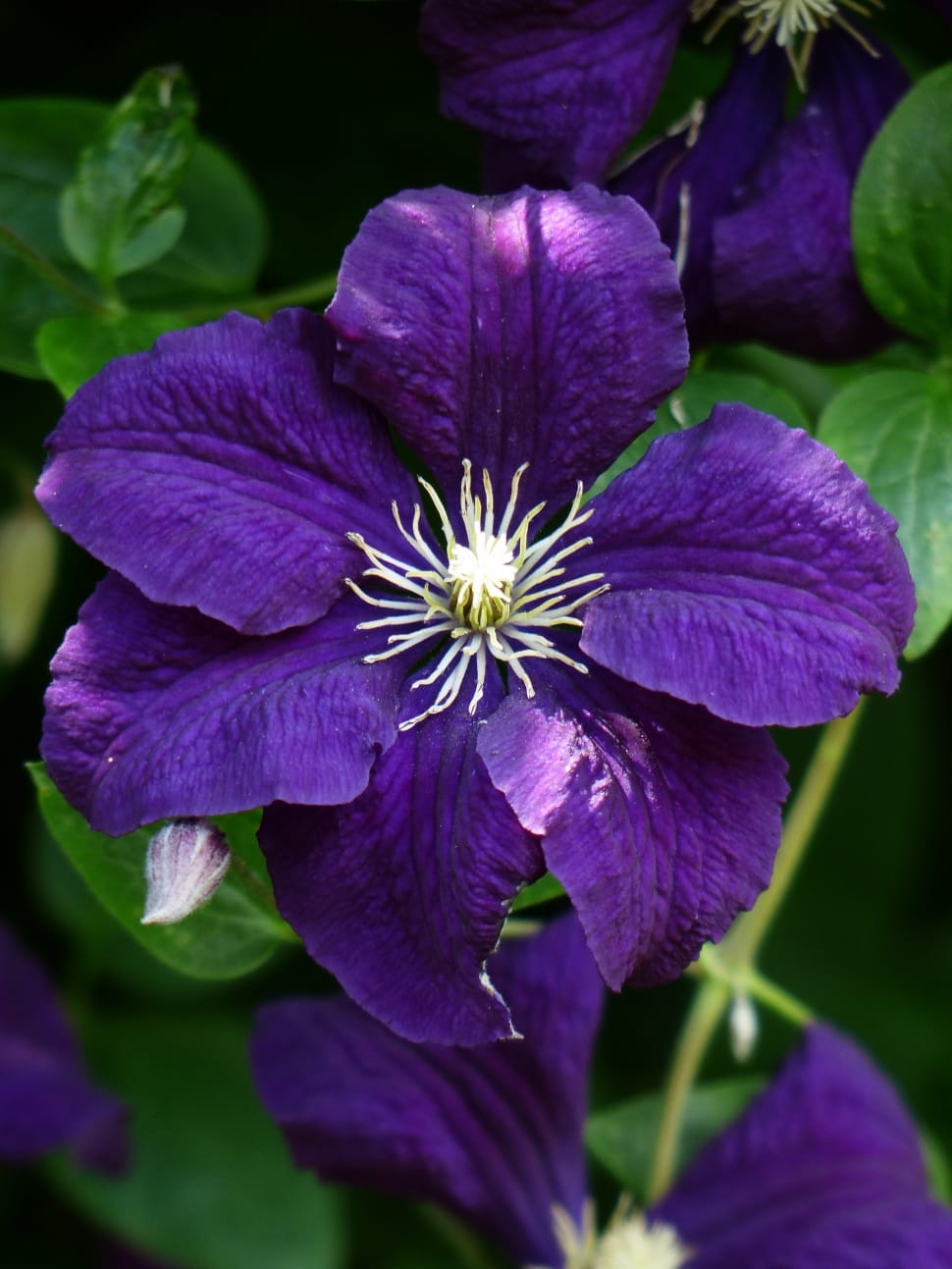 purple 6 petal flower preview