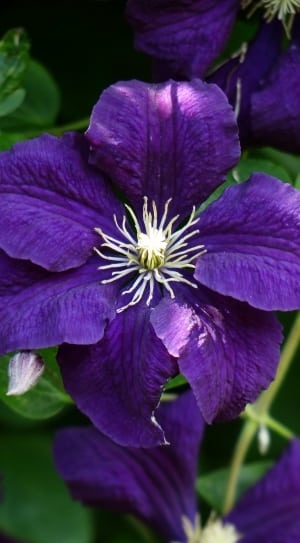 purple 6 petal flower thumbnail