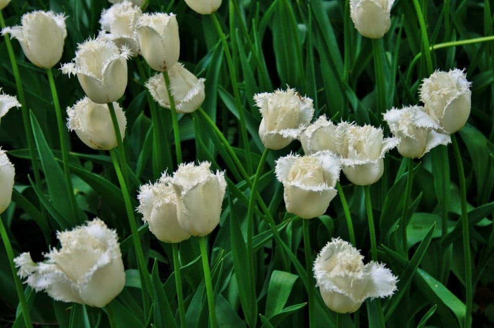 white outdoor flowers preview