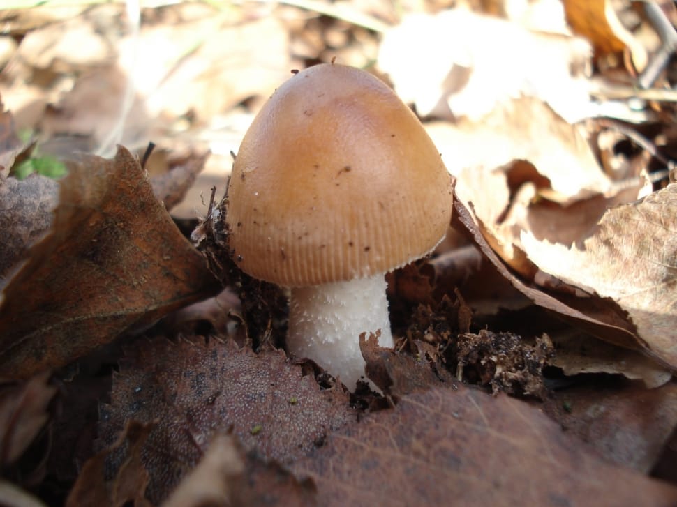 mushroom preview