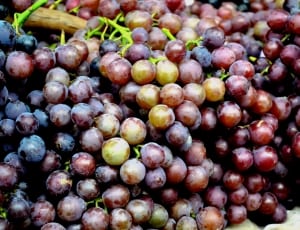 bunch of ripe grapes thumbnail