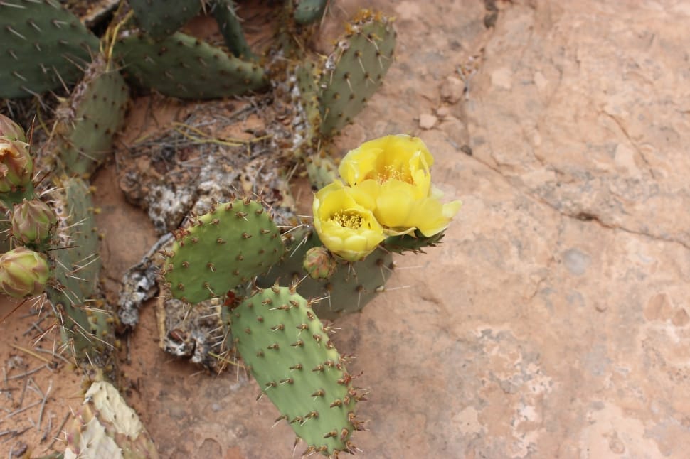 yellow petaled flower on green cactus preview