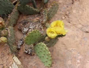 yellow petaled flower on green cactus thumbnail