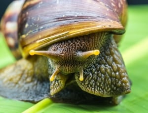 snail thumbnail