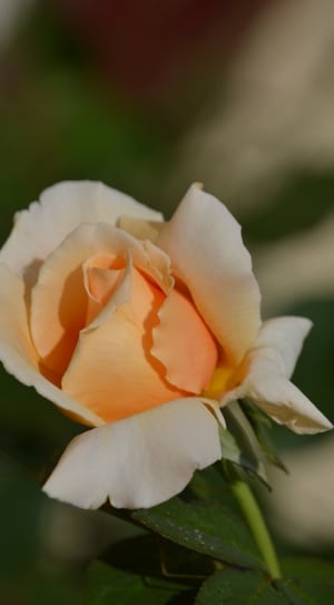 white and orange rose thumbnail