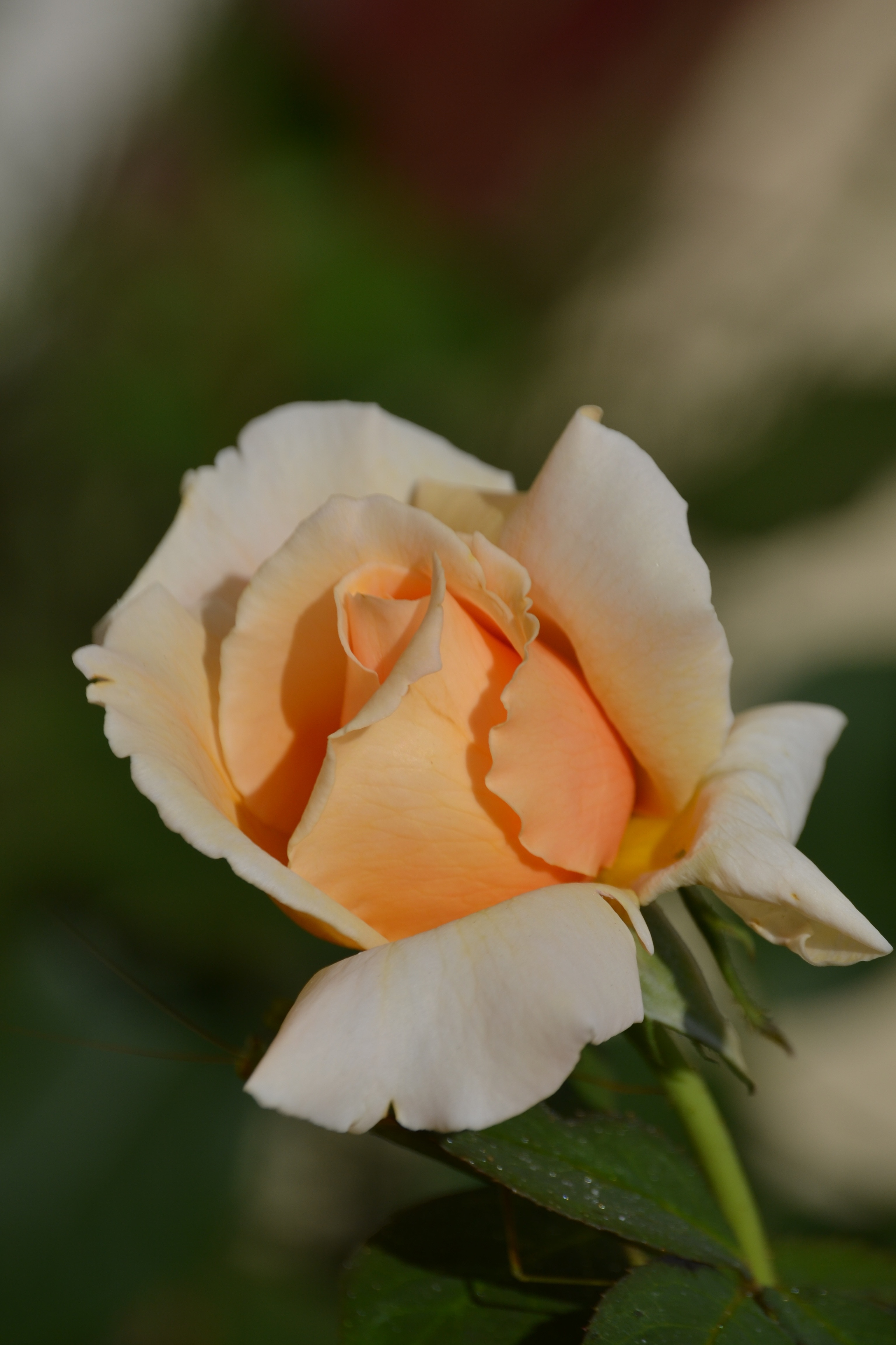 white and orange rose