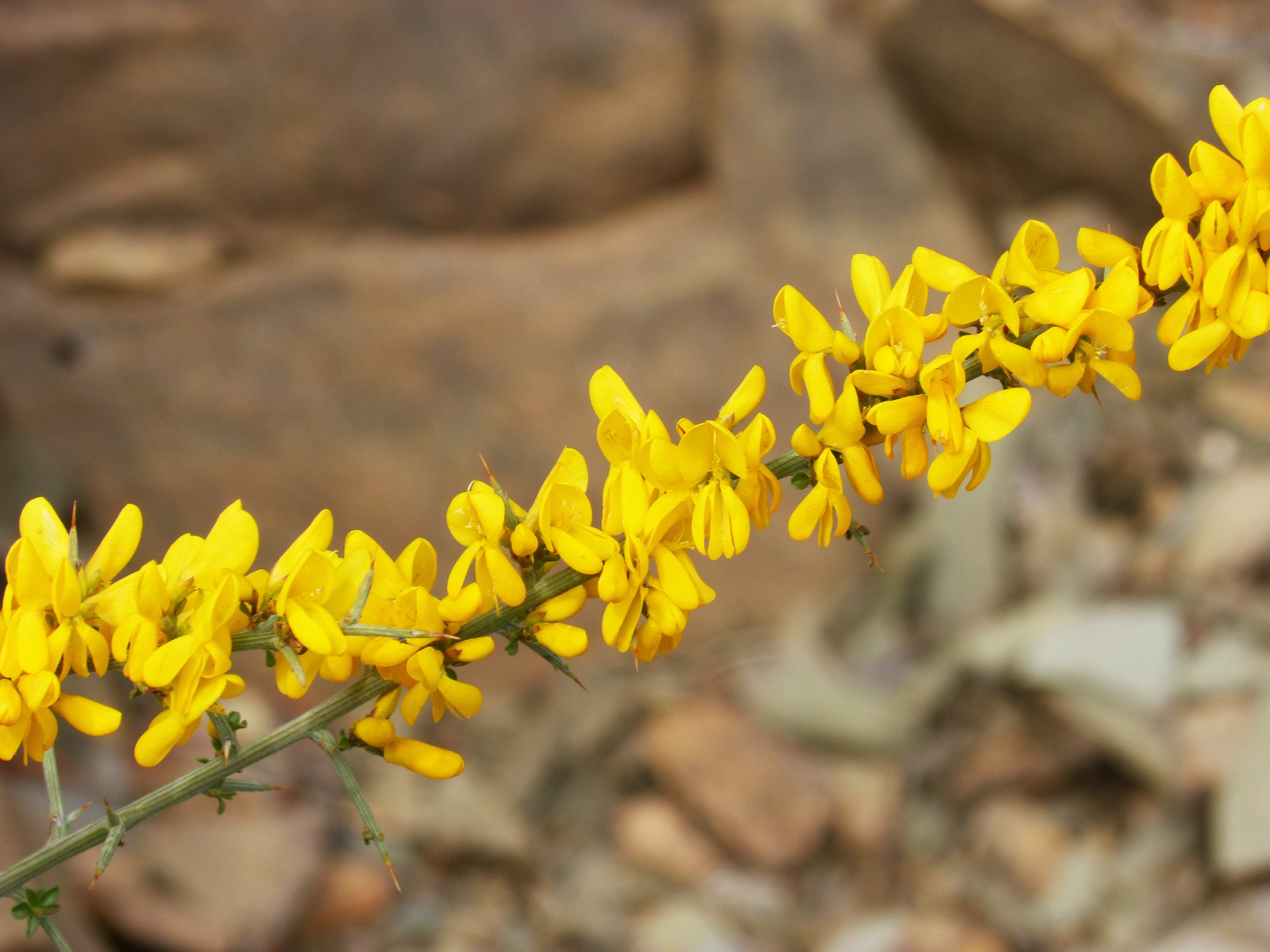 yellow multi petaled flower
