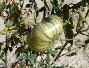 green and beige round fruit thumbnail