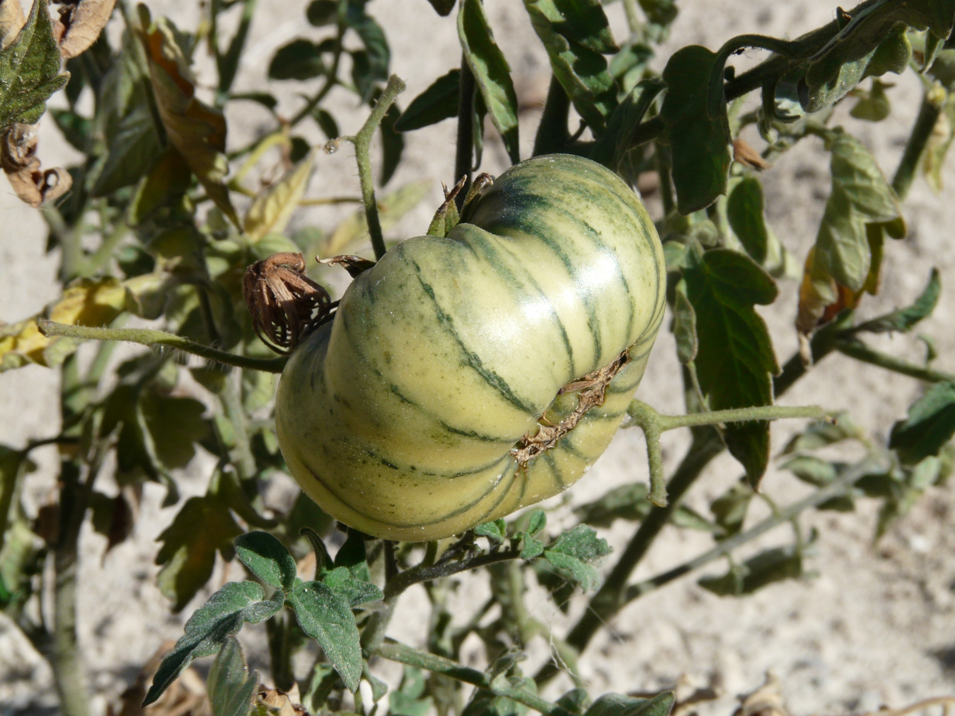 green and beige round fruit