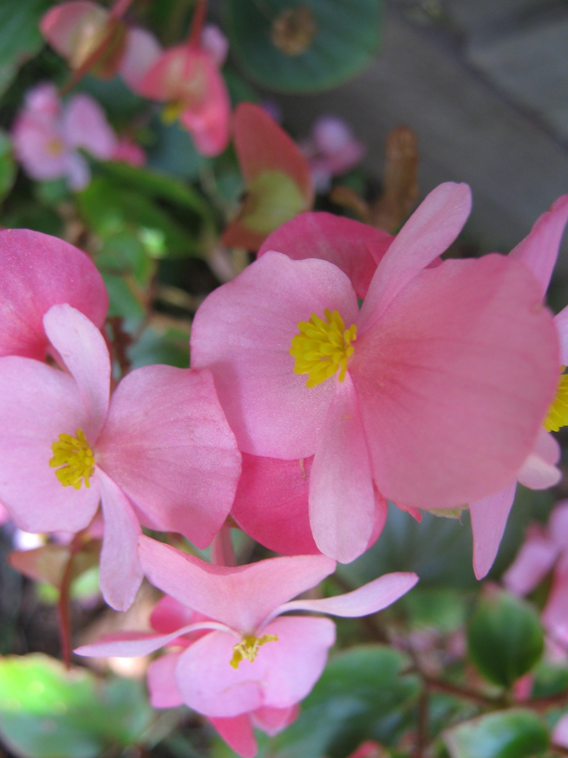 pink and yellow flowers