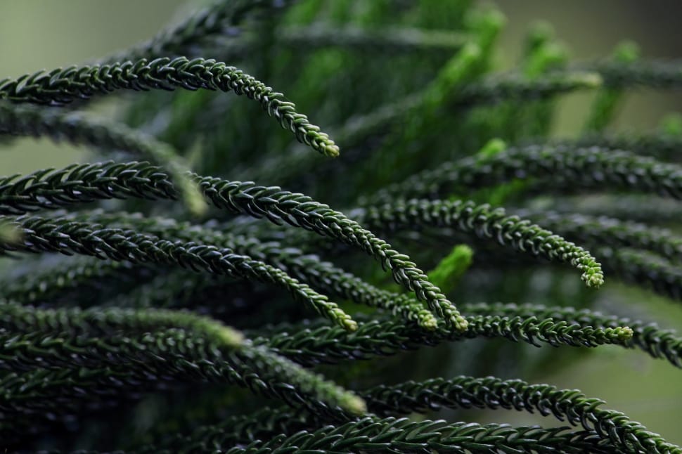 green leaf pine tree preview