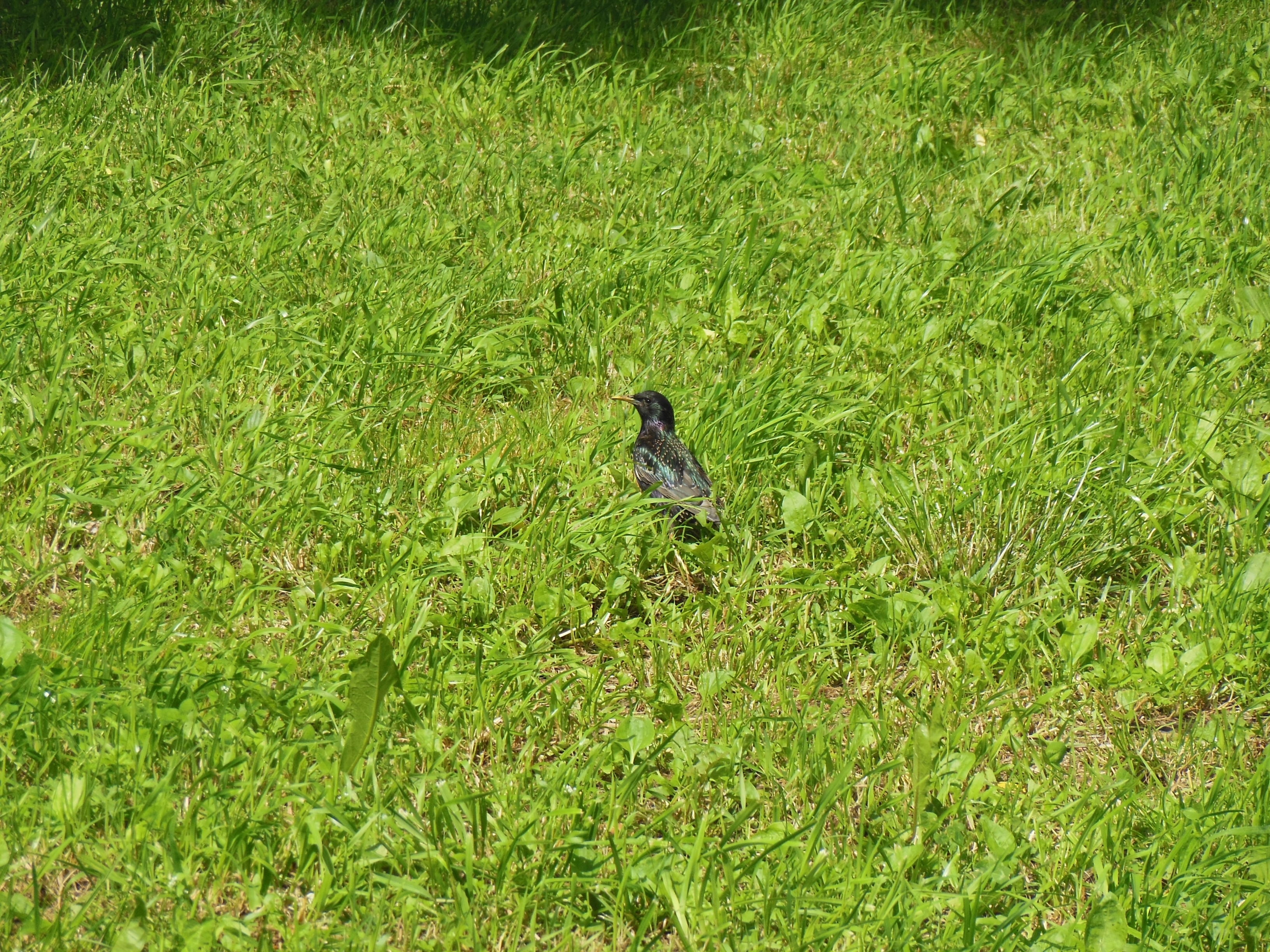 black and gray feathered bird