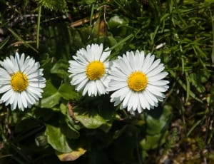 3 white petal flowers thumbnail