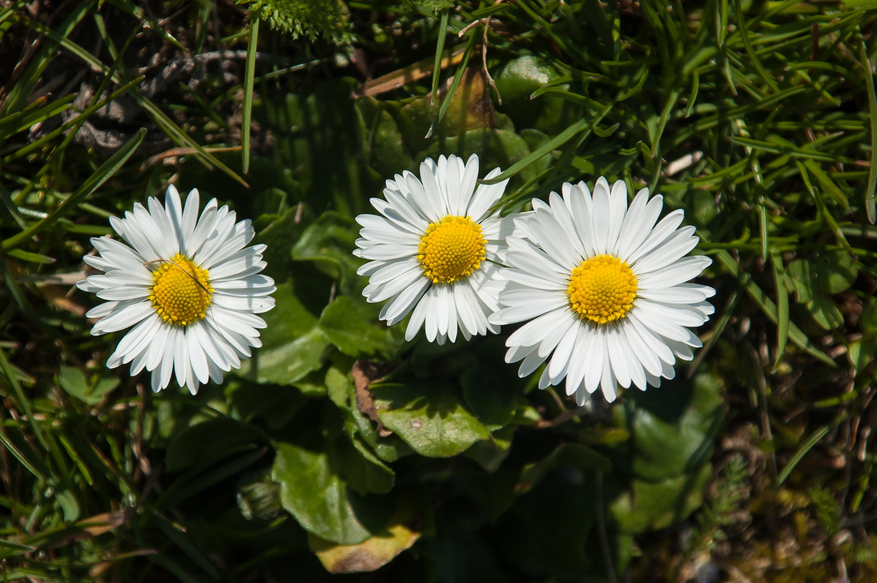 3 white petal flowers