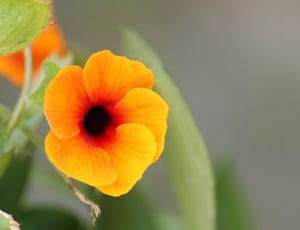 yellow red and black petaled flower thumbnail