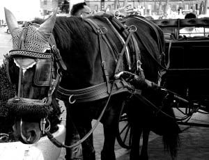 black horse with carriage thumbnail