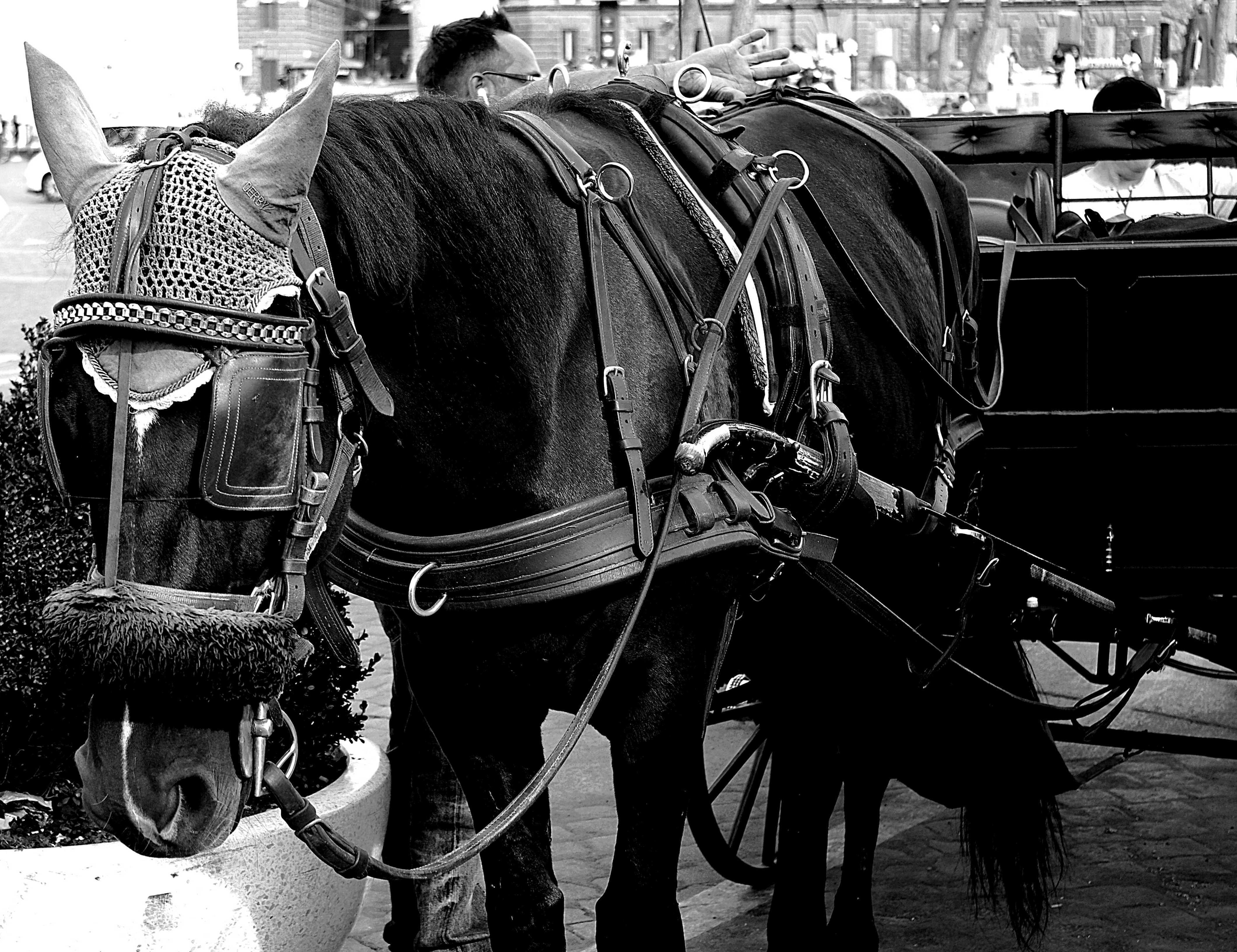 black horse with carriage
