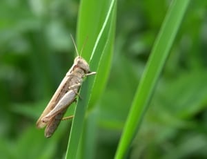 brown and gray grasshopper thumbnail