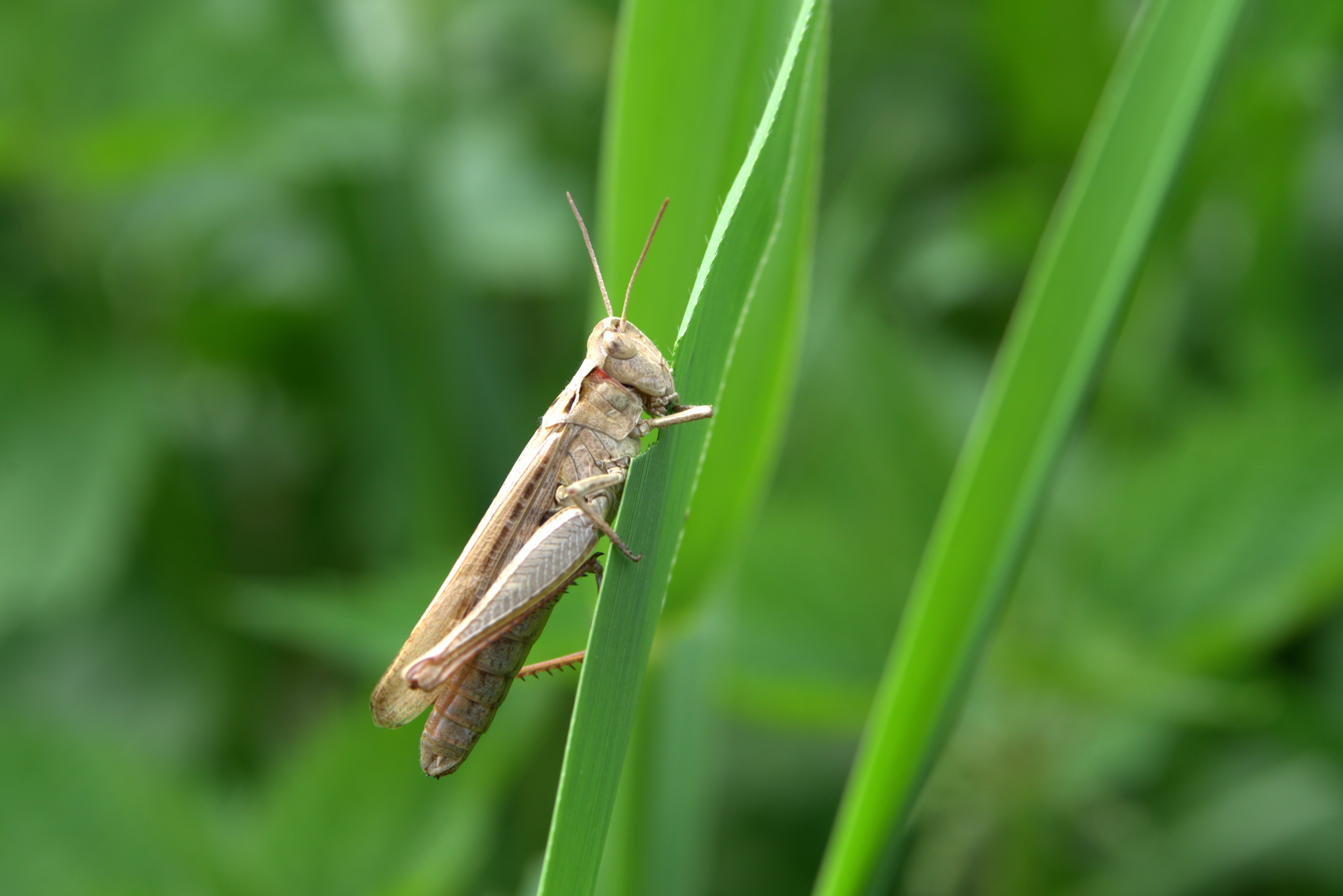 brown and gray grasshopper