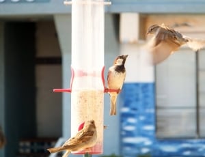 red and clear plastic bird feeder thumbnail