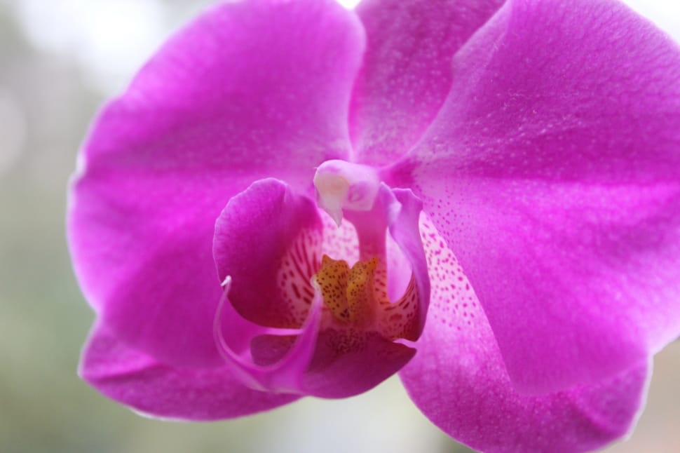 pink orchid preview
