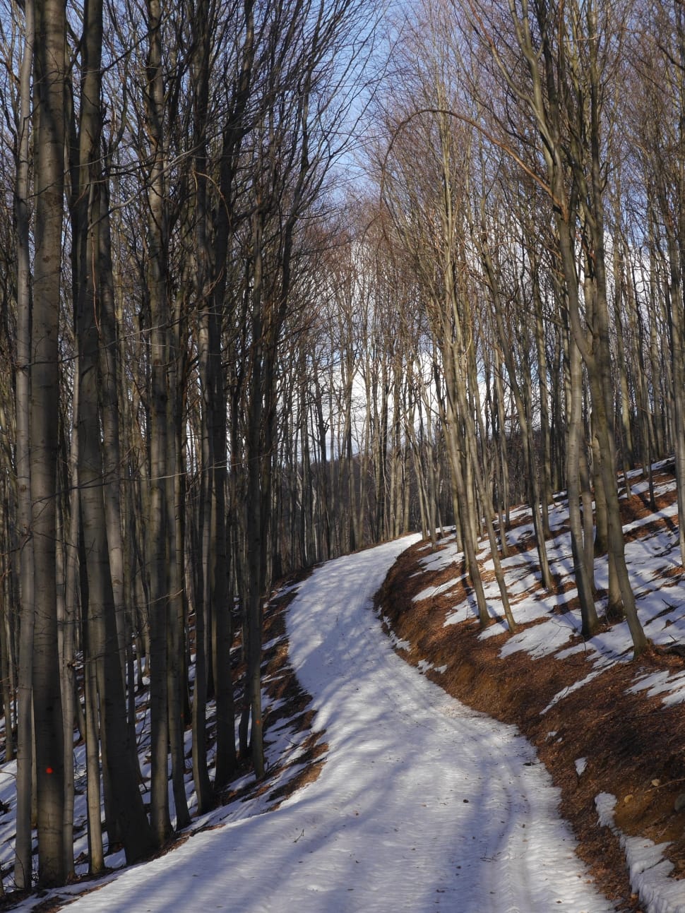 pathway covered with snow preview