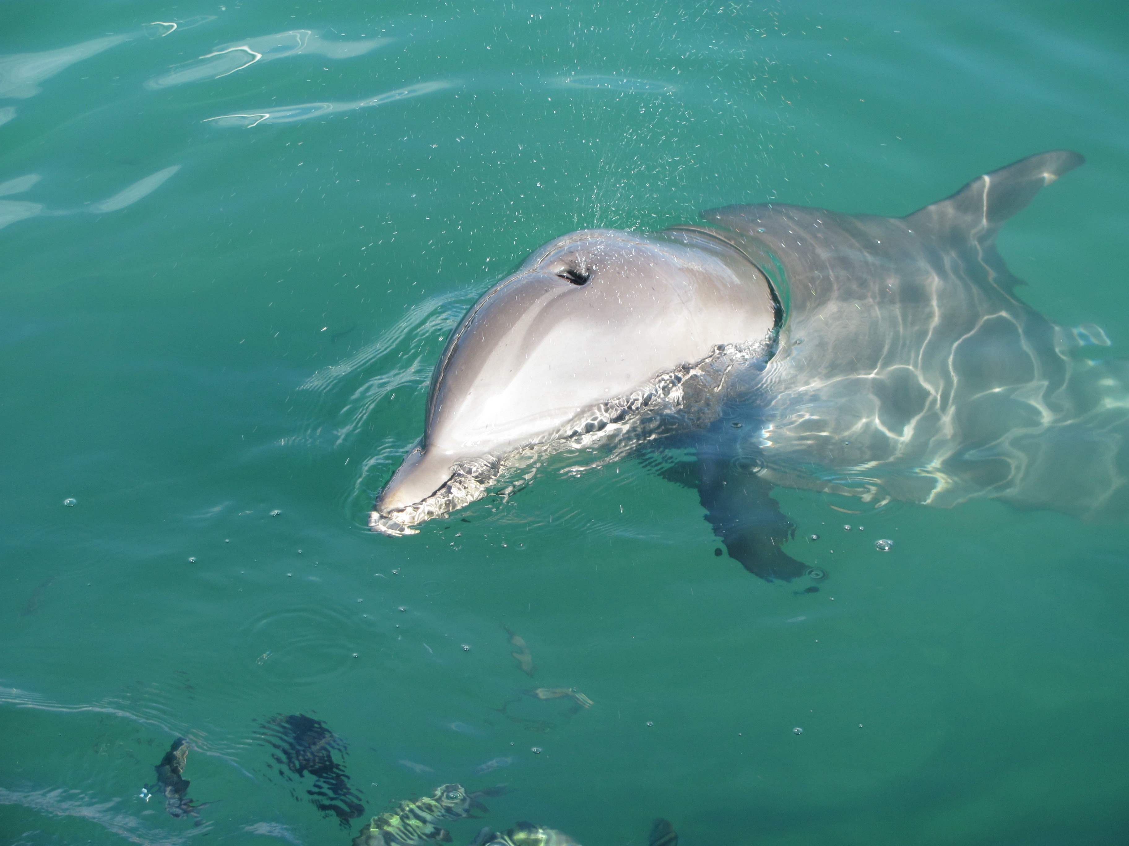 dolphin animal