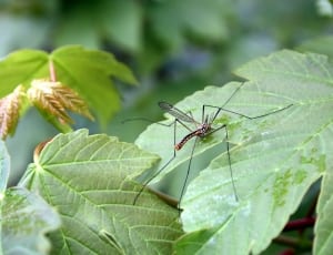 brown mosquito thumbnail
