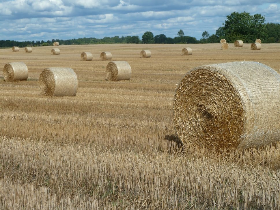 brown hay rolls preview