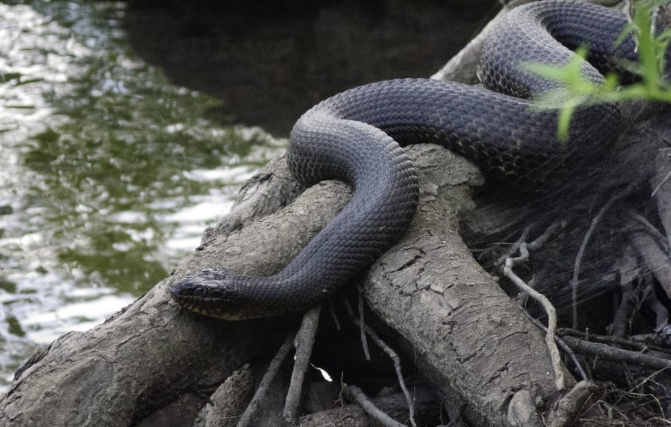 black python preview