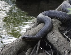 black python thumbnail