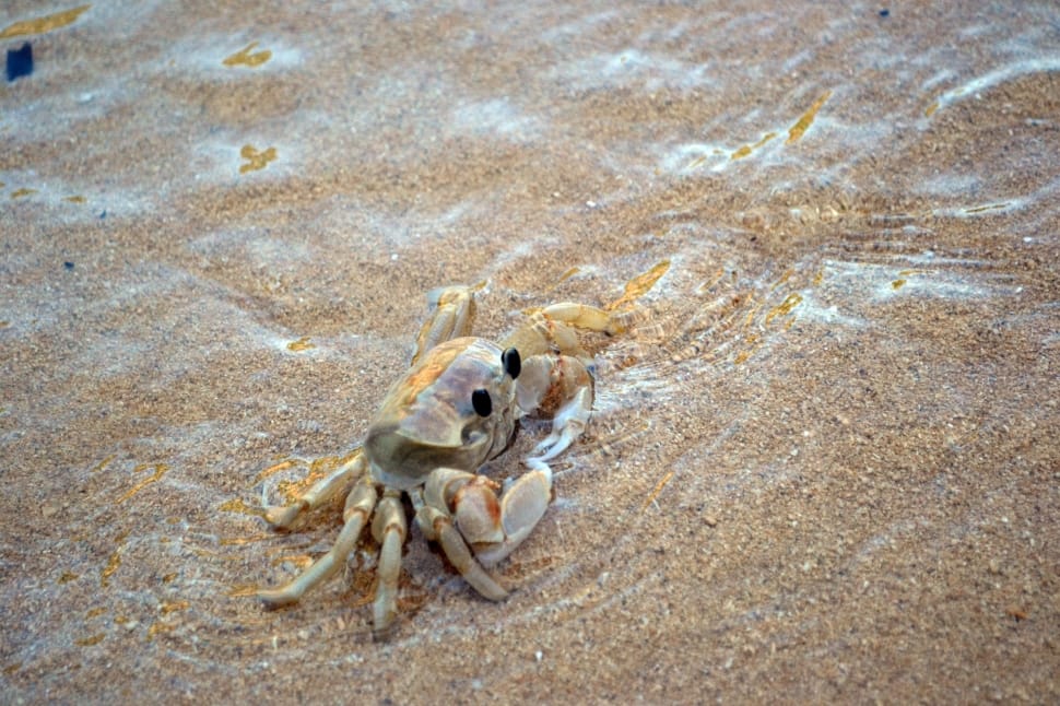 white and brown crab preview
